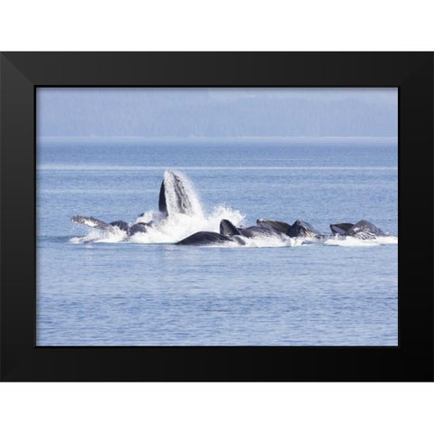 Alaska, Freshwater Bay Humpback whales feeding Black Modern Wood Framed Art Print by Paulson, Don