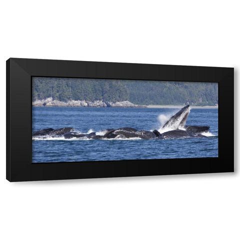 Alaska, Freshwater Bay Humpback whales feeding Black Modern Wood Framed Art Print by Paulson, Don