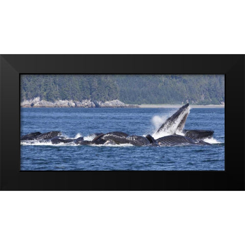 Alaska, Freshwater Bay Humpback whales feeding Black Modern Wood Framed Art Print by Paulson, Don