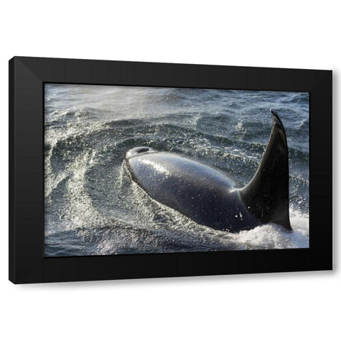 Alaska, Tenakee Springs Orca whale diving Black Modern Wood Framed Art Print by Paulson, Don