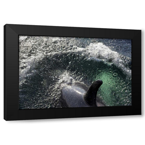 Alaska, Tenakee Springs Orca whale diving Black Modern Wood Framed Art Print with Double Matting by Paulson, Don