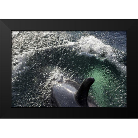 Alaska, Tenakee Springs Orca whale diving Black Modern Wood Framed Art Print by Paulson, Don