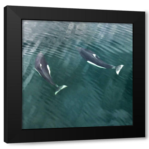 AK, Seymour Canal Two Dalls porpoises swimming Black Modern Wood Framed Art Print with Double Matting by Paulson, Don