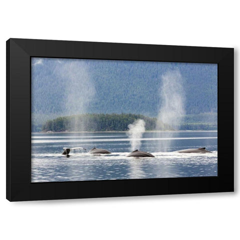 AK, Seymour Canal Diving humpback whales Black Modern Wood Framed Art Print by Paulson, Don