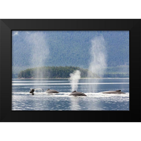 AK, Seymour Canal Diving humpback whales Black Modern Wood Framed Art Print by Paulson, Don