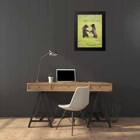 AK, Tongass NF, Two brown bear cubs play-fighting Black Modern Wood Framed Art Print by Paulson, Don