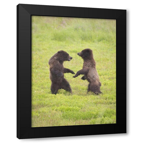 AK, Tongass NF, Two brown bear cubs play-fighting Black Modern Wood Framed Art Print with Double Matting by Paulson, Don
