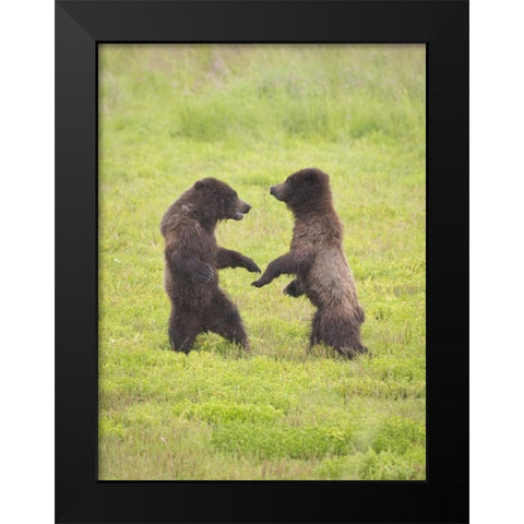 AK, Tongass NF, Two brown bear cubs play-fighting Black Modern Wood Framed Art Print by Paulson, Don