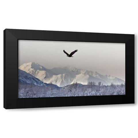 AK, Chilkat Bald eagle flies in preserve Black Modern Wood Framed Art Print with Double Matting by Illg, Cathy and Gordon