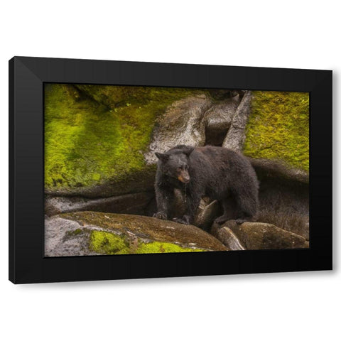 AK, Tongass NFBlack bear standing on boulders Black Modern Wood Framed Art Print by Illg, Cathy and Gordon