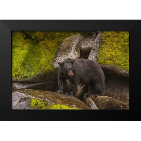 AK, Tongass NFBlack bear standing on boulders Black Modern Wood Framed Art Print by Illg, Cathy and Gordon