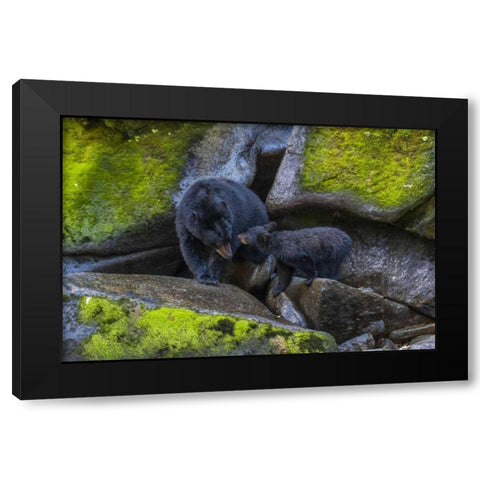 Alaska, Tongass NF Mother black bear and cub Black Modern Wood Framed Art Print with Double Matting by Illg, Cathy and Gordon