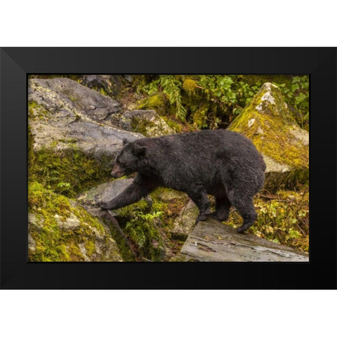 AK, Tongass NF Black bear walking among boulders Black Modern Wood Framed Art Print by Illg, Cathy and Gordon