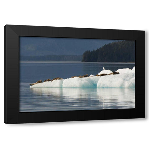 Alaska, Tongass NF Harbor seals on iceberg Black Modern Wood Framed Art Print with Double Matting by Illg, Cathy and Gordon