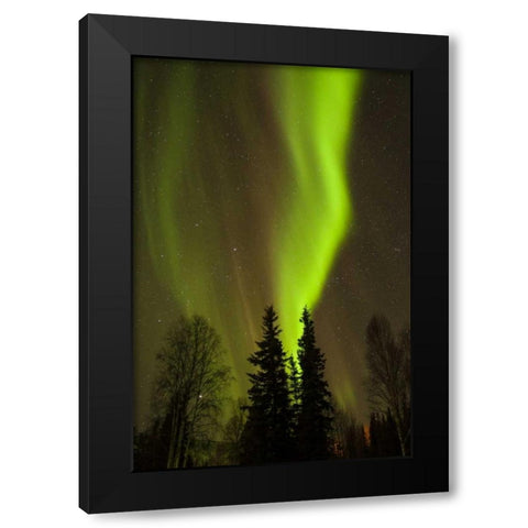 Alaska, Chena Hot Springs Aurora borealis Black Modern Wood Framed Art Print by Illg, Cathy and Gordon