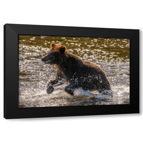 AK, Tongass NF Young grizzly cub hunting fish Black Modern Wood Framed Art Print with Double Matting by Illg, Cathy and Gordon