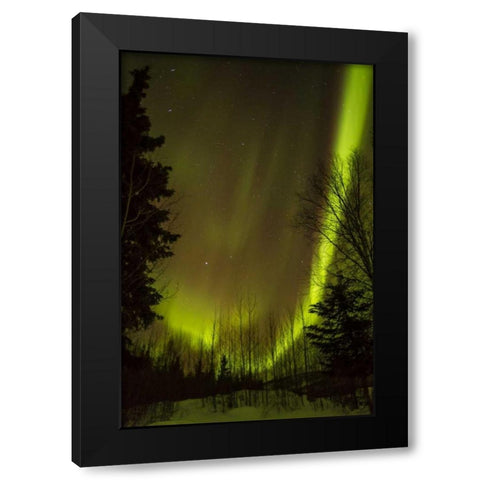 Alaska, Chena Hot Springs Aurora borealis Black Modern Wood Framed Art Print with Double Matting by Illg, Cathy and Gordon
