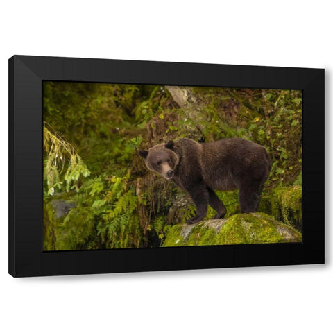 AK, Tongass NF Grizzly bear standing on boulder Black Modern Wood Framed Art Print by Illg, Cathy and Gordon