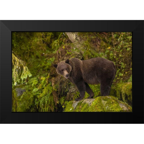 AK, Tongass NF Grizzly bear standing on boulder Black Modern Wood Framed Art Print by Illg, Cathy and Gordon
