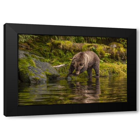 AK, Tongass NF Grizzly bear hunts for salmon Black Modern Wood Framed Art Print by Illg, Cathy and Gordon