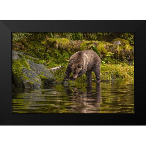 AK, Tongass NF Grizzly bear hunts for salmon Black Modern Wood Framed Art Print by Illg, Cathy and Gordon