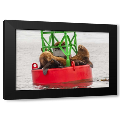 Alaska, Tongass NF Sea lions resting on a buoy Black Modern Wood Framed Art Print with Double Matting by Illg, Cathy and Gordon