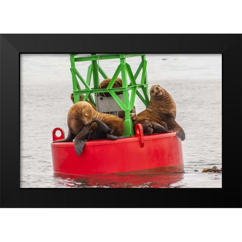 Alaska, Tongass NF Sea lions resting on a buoy Black Modern Wood Framed Art Print by Illg, Cathy and Gordon