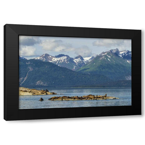 Alaska, Glacier Bay NP Stellars sea lions Black Modern Wood Framed Art Print by Illg, Cathy and Gordon