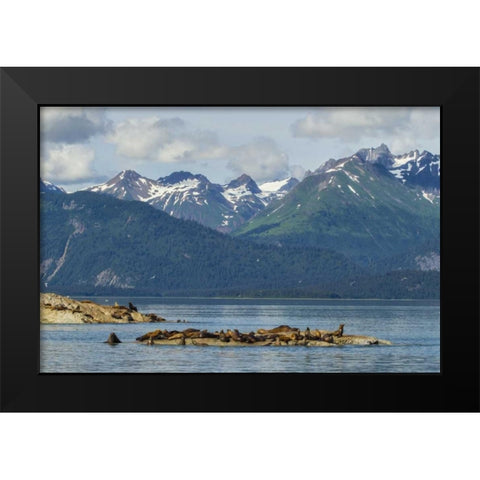 Alaska, Glacier Bay NP Stellars sea lions Black Modern Wood Framed Art Print by Illg, Cathy and Gordon