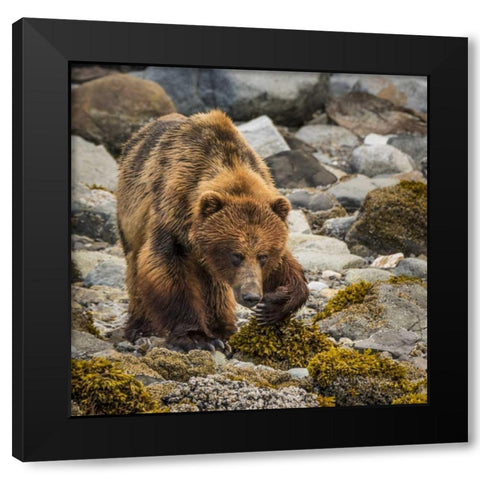 USA, Alaska, Glacier Bay NP Brown bear on beach Black Modern Wood Framed Art Print with Double Matting by Paulson, Don
