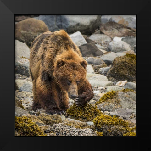 USA, Alaska, Glacier Bay NP Brown bear on beach Black Modern Wood Framed Art Print by Paulson, Don