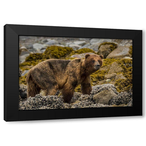 USA, Alaska, Glacier Bay NP Brown bear on beach Black Modern Wood Framed Art Print with Double Matting by Paulson, Don