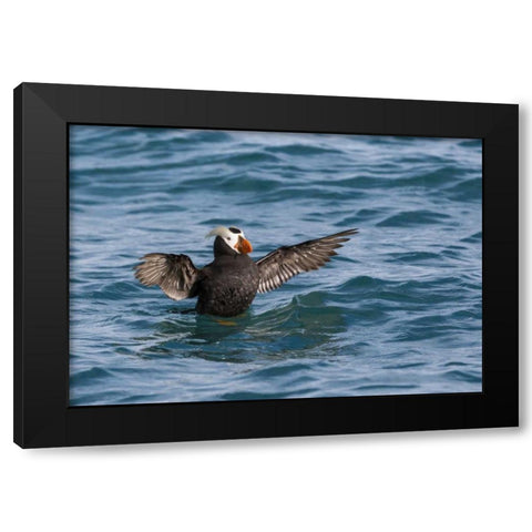 Alaska, Glacier Bay NP Tufted puffin in water Black Modern Wood Framed Art Print with Double Matting by Paulson, Don
