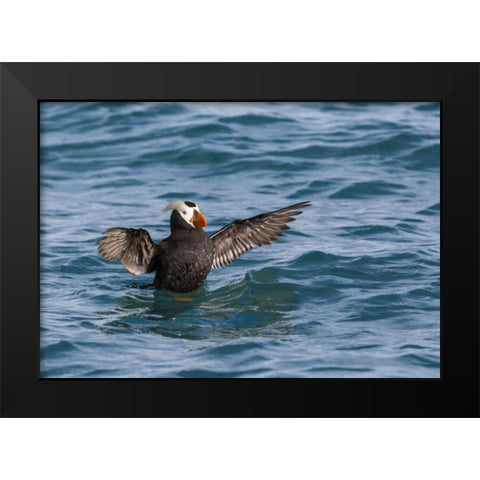 Alaska, Glacier Bay NP Tufted puffin in water Black Modern Wood Framed Art Print by Paulson, Don