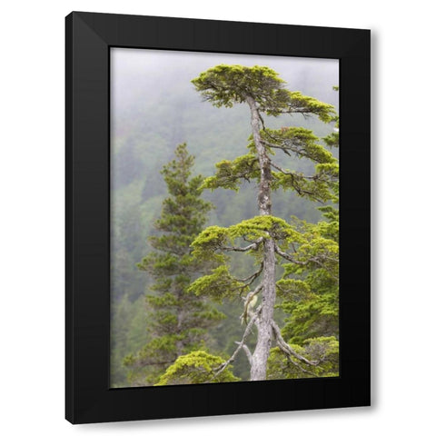 Alaska, Glacier Bay NP Scenic of hemlock tree Black Modern Wood Framed Art Print by Paulson, Don