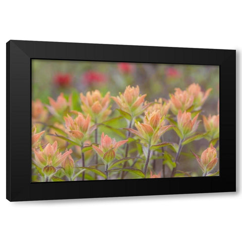 Alaska, Glacier Bay NP Indian paintbrush flowers Black Modern Wood Framed Art Print by Paulson, Don