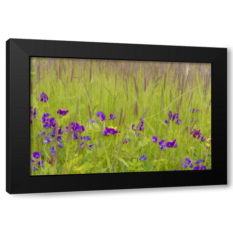 Alaska, Glacier Bay NP flowers in grassy meadow Black Modern Wood Framed Art Print with Double Matting by Paulson, Don