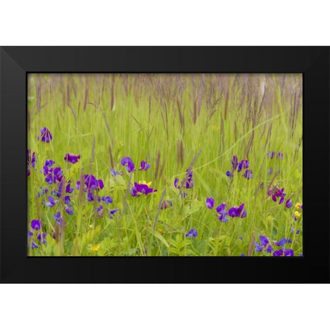 Alaska, Glacier Bay NP flowers in grassy meadow Black Modern Wood Framed Art Print by Paulson, Don