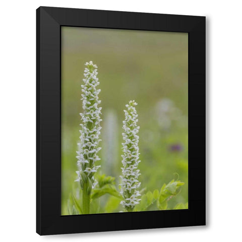 Alaska, Glacier Bay NP White bog orchid Black Modern Wood Framed Art Print by Paulson, Don