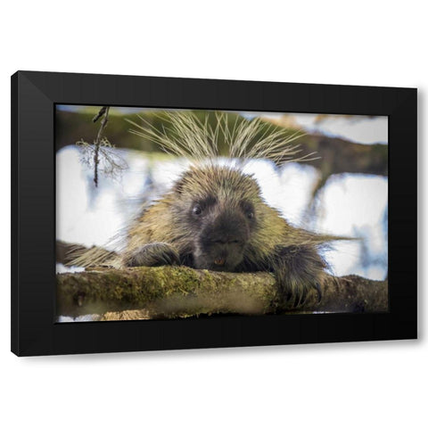 Alaska, Glacier Bay NP Porcupine in a tree Black Modern Wood Framed Art Print by Paulson, Don