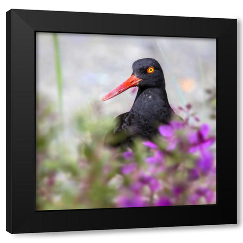 AK, Glacier Bay Black oyster catcher and flowers Black Modern Wood Framed Art Print with Double Matting by Paulson, Don
