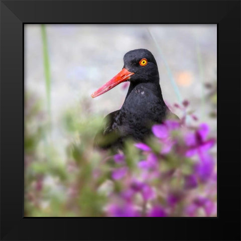 AK, Glacier Bay Black oyster catcher and flowers Black Modern Wood Framed Art Print by Paulson, Don