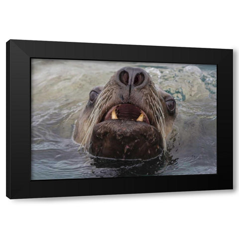 Alaska, Glacier Bay NP Stellar sea lion in water Black Modern Wood Framed Art Print by Paulson, Don