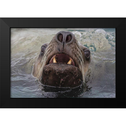 Alaska, Glacier Bay NP Stellar sea lion in water Black Modern Wood Framed Art Print by Paulson, Don