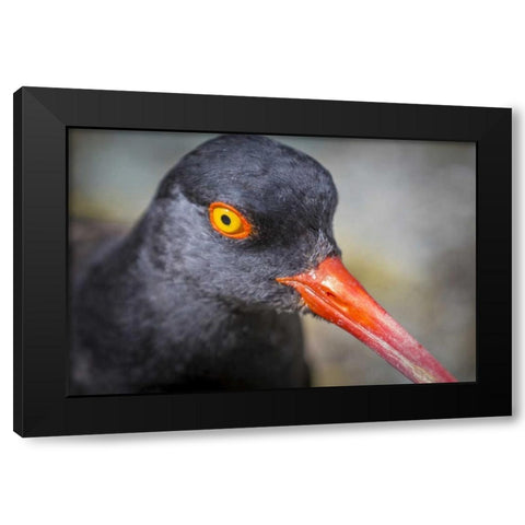 Alaska, Glacier Bay NP Black oyster catcher bird Black Modern Wood Framed Art Print with Double Matting by Paulson, Don