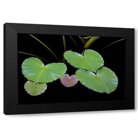 AK, Glacier Bay NP Pond lily in Dundas Bay Black Modern Wood Framed Art Print with Double Matting by Paulson, Don