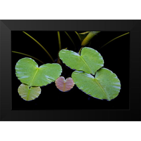 AK, Glacier Bay NP Pond lily in Dundas Bay Black Modern Wood Framed Art Print by Paulson, Don