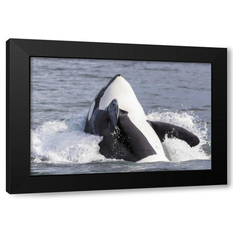 USA, Alaska Orca whale breaching Black Modern Wood Framed Art Print with Double Matting by Paulson, Don
