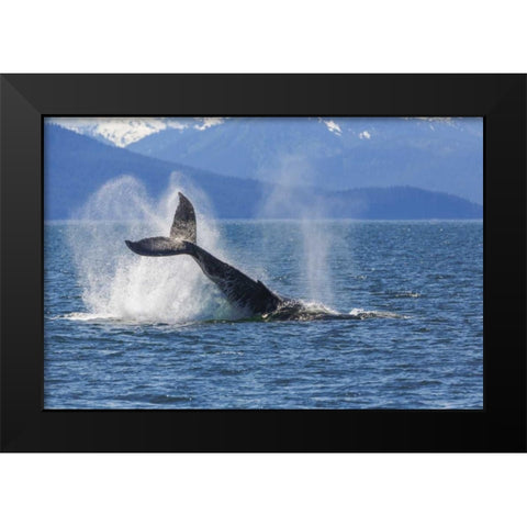 USA, Alaska Orca whale, tail lobbing Black Modern Wood Framed Art Print by Paulson, Don