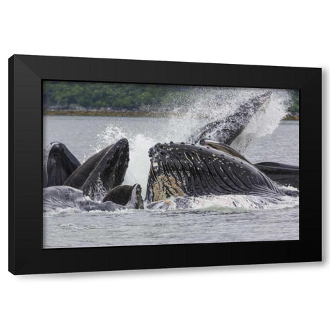 USA, Alaska Humpback whales bubble net feeding Black Modern Wood Framed Art Print with Double Matting by Paulson, Don